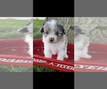 Small #2 Pomapoo (Toy)