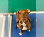 Small Vizsla Mix