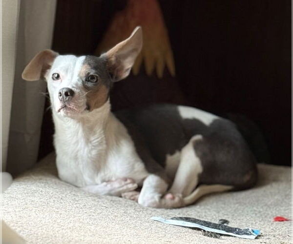 Medium Photo #1 Jack Chi Puppy For Sale in Attalka, AL, USA