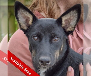 Siberian Husky-Unknown Mix Dogs for adoption in Huntley, IL, USA