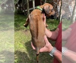 Small Photo #5 Rhodesian Ridgeback Puppy For Sale in DIVIDE, CO, USA