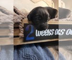 Small Photo #8 Labrador Retriever Puppy For Sale in BONAIRE, GA, USA