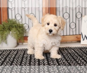 Wee-Poo Puppy for sale in NAPLES, FL, USA
