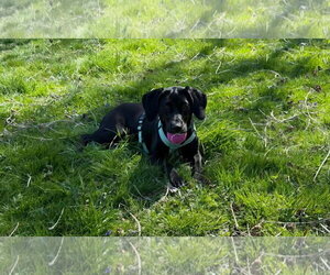 Mutt Dogs for adoption in Westwood, NJ, USA