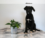 Small Photo #36 Bernedoodle-Labrador Retriever Mix Puppy For Sale in REED CITY, MI, USA