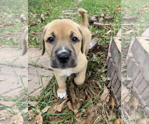 Labrador Retriever-Unknown Mix Dogs for adoption in The Woodlands, TX, USA