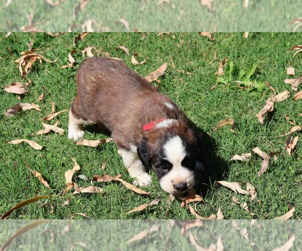 Medium Photo #3 Saint Bernard Puppy For Sale in TURLOCK, CA, USA