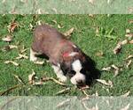 Small #2 Saint Bernard
