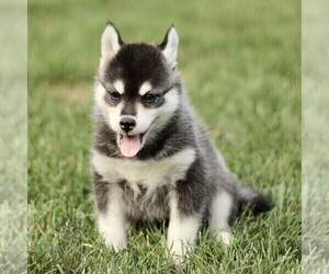 Pomsky Puppy for sale in PARKESBURG, PA, USA