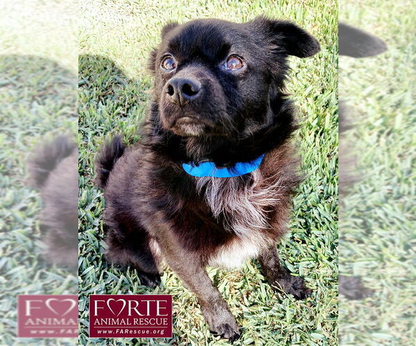 Medium Photo #5 Chiranian Puppy For Sale in Marina del Rey, CA, USA