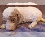 Small Photo #2 Goldendoodle Puppy For Sale in TEMECULA, CA, USA