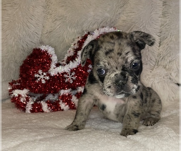 Medium Photo #2 French Bulldog Puppy For Sale in DECATUR, IL, USA