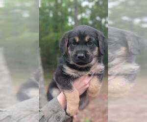 Shepradors Puppy for sale in CATAULA, GA, USA