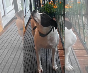 Connie Cora - Female Mutt Dog for Adoption - Photo #11