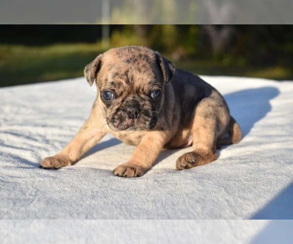 Medium Photo #1 Pug Puppy For Sale in PALM COAST, FL, USA