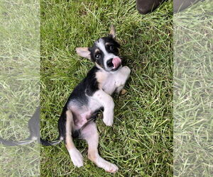 Mutt Dogs for adoption in Garden City, NY, USA