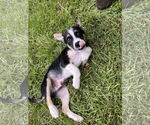 Small Mutt
