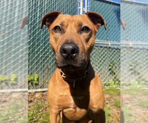 Barnum - Male American Staffordshire Terrier-Rhodesian Ridgeback Mix Dog for Adoption - Photo #3
