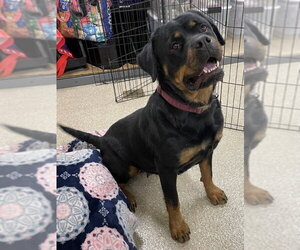 Stacie - Female Rottweiler Dog for Adoption - Photo #6