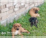 Small Photo #3 Cane Corso Puppy For Sale in TOMBALL, TX, USA