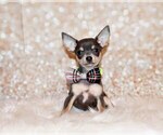 Puppy Zaire Chihuahua