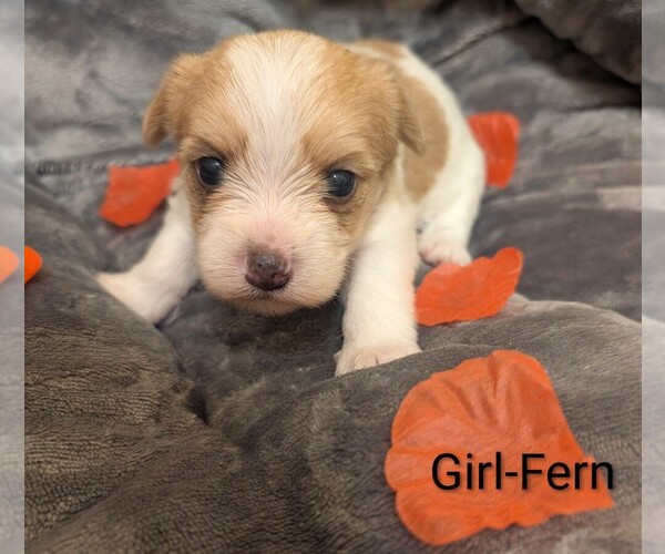 Medium Photo #7 Morkie Puppy For Sale in VIRGINIA BEACH, VA, USA