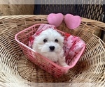 Small Photo #4 Havanese Puppy For Sale in HARRISONBURG, VA, USA