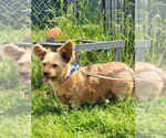 Small #2 Mutt