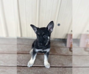 German Shepherd Dog Puppy for sale in MCALESTER, OK, USA
