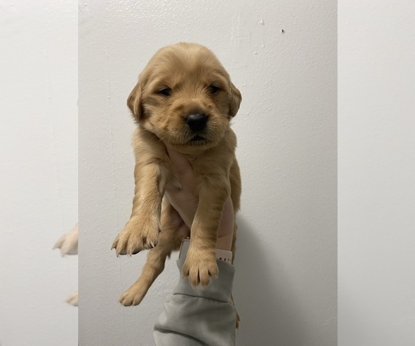 Medium Photo #13 Golden Retriever Puppy For Sale in DAWSON, TX, USA