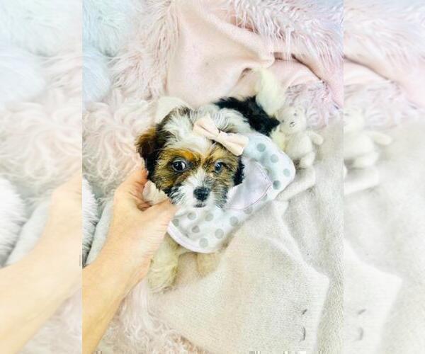 Medium Photo #2 Shih-Poo Puppy For Sale in JACKSONVILLE, FL, USA