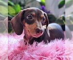 Small #5 Dachshund