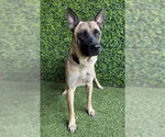 Small German Shepherd Dog Mix
