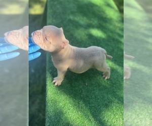 American Bully Puppy for sale in INDIANAPOLIS, IN, USA