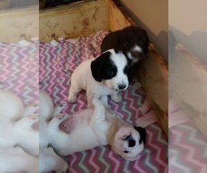 English Springer Spaniel Puppy for sale in HUDSON, WI, USA