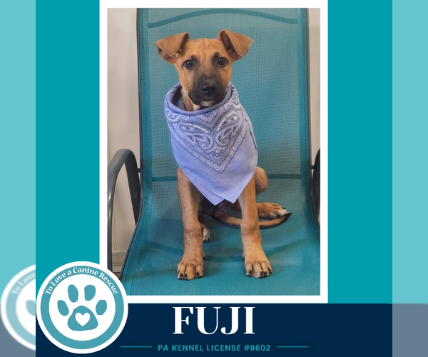 Medium Photo #2 Mutt Puppy For Sale in Kimberton, PA, USA