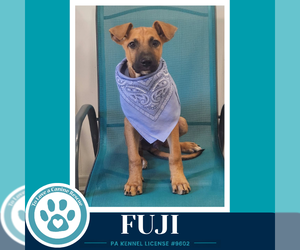 Fuji (Apple Bobbers) 102426 - Male Mutt Dog for Adoption - Photo #2