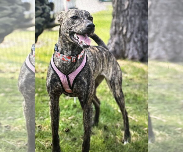 Medium Photo #1 Mountain Cur-Whippet Mix Puppy For Sale in Brooklyn Center, MN, USA
