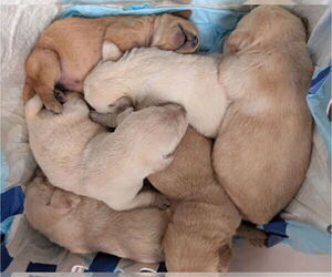 Labrador Retriever Puppy for sale in SHELTON, WA, USA