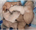 Image preview for Ad Listing. Nickname: Litter of 10