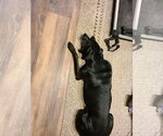 Small #4 Doberman Pinscher