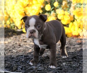 Boston Terrier Puppy for sale in FREDERICKSBG, OH, USA
