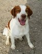 Small Photo #1 Brittany Puppy For Sale in TONOPAH, NV, USA