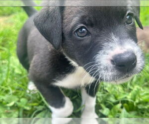 Labrador Retriever-Unknown Mix Dogs for adoption in Chester, VA, USA