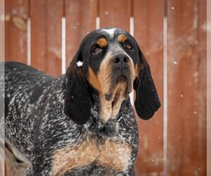 Coonhound-Unknown Mix Dogs for adoption in Princeton, MN, USA