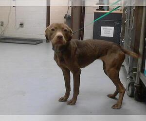 Mutt Dogs for adoption in Fayetteville, NC, USA