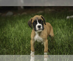 Small #4 Boxer