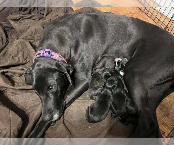 Medium Photo #1 Great Dane Puppy For Sale in MAYSVILLE, KY, USA