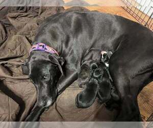 Great Dane Litter for sale in MAYSVILLE, KY, USA