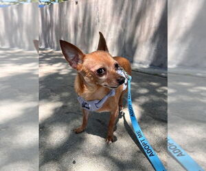 McIntosh Red #5058 - Male Chipin Dog for Adoption - Photo #5